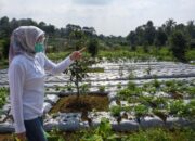 Bupati Purwakarta Pastikan Stok Bahan Pangan Aman di Era New Normal