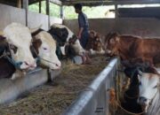 Pengusaha Sapi Cemas Menjelang Lebaran Haji 2020