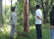 Eucalyptus Urophylla, Jadi Bahan Herbal Melawan Bakteri dan Virus Corona