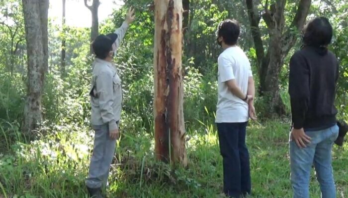 Eucalyptus Urophylla, Jadi Bahan Herbal Melawan Bakteri dan Virus Corona