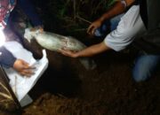 Penemuan Mayat Bayi Laki-laki di Parungponteng Penuh Misteri