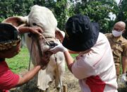 Pemkot Sukabumi Kesulitan Beri Label Sehat Hewan Kurban