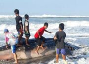 Malang, Hiu Tutul Berbobot 1 Ton Mati di Objek Wisata Bubujung Cipatujah