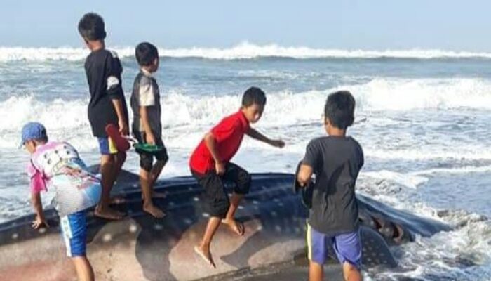 Malang, Hiu Tutul Berbobot 1 Ton Mati di Objek Wisata Bubujung Cipatujah