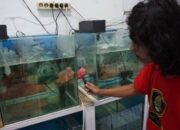 Cerita Pengusaha Louhan Sirnagalih Tasik, Ketika Pandemi Datang