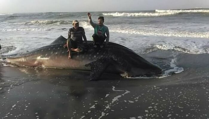 Hiu Paus Tutul Raksasa Terdampar di Cipatujah Jadi Tontonan