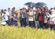 Panen Raya Perdana di Tengah Pandemi