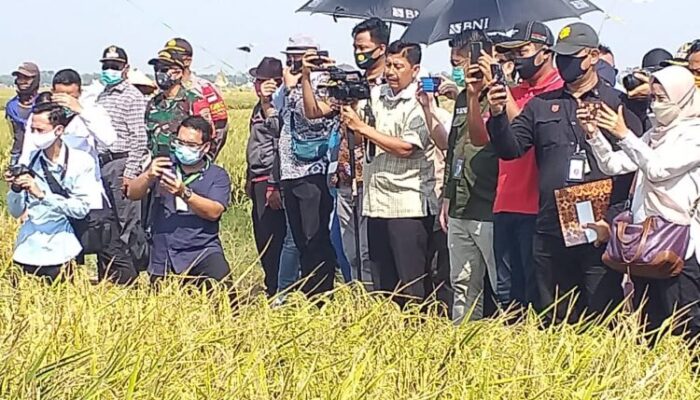 Panen Raya Perdana di Tengah Pandemi
