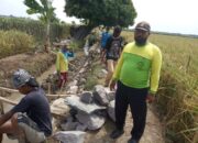 P3A Pandawa Lima Bangun Irigasi, Direspons Petani 