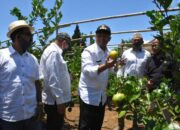 Kelompok Tani di Cijambu, Budidaya Jeruk Lemon California