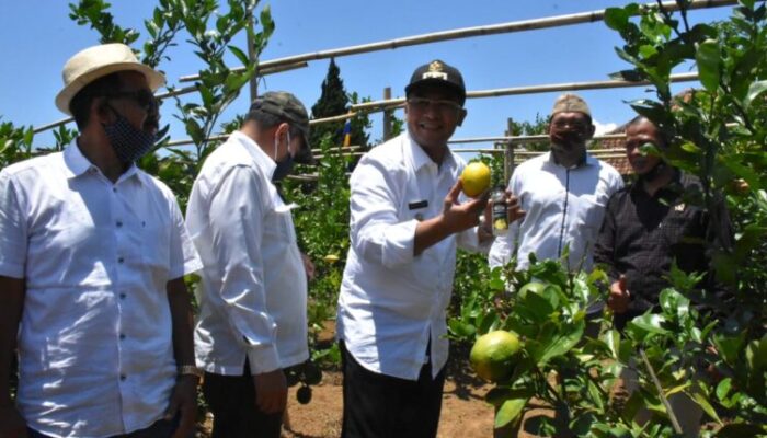 Kelompok Tani di Cijambu, Budidaya Jeruk Lemon California