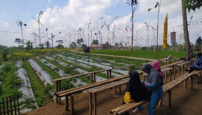 Pesona Kampung dan Kopi Kolecer Cisayong Tasik