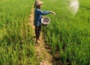 Pupuk Subsidi Langka, Dinas dan Distributor Tasik Beberkan