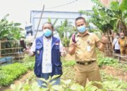 Program Buruan Sae Tunjukan Hasil, Warga Panen