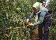 Mbah Garut Cibiru Panen Tomat