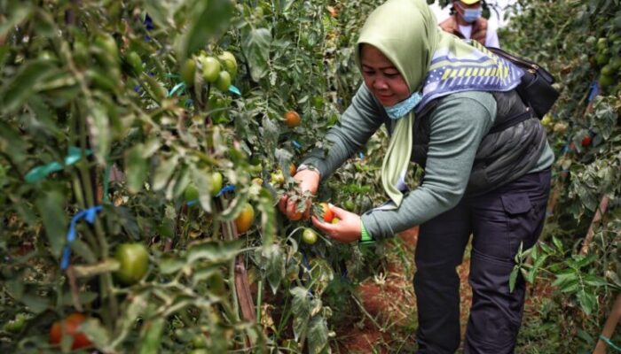 Mbah Garut Cibiru Panen Tomat