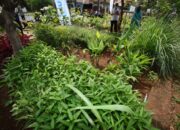 Buruan SAE Arcamanik: Tingkatkan Ketahanan Pangan dan Wisata Agraris