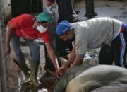 Harga Daging Sapi Naik, Kegiatan di RPH Menurun