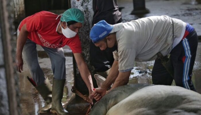 Harga Daging Sapi Naik, Kegiatan di RPH Menurun