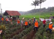 Petani Ubi Cilembu Terima Kucuran KUR, Saat Pandemi Covid-19