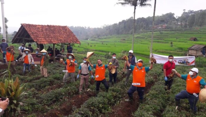 Petani Ubi Cilembu Terima Kucuran KUR, Saat Pandemi Covid-19