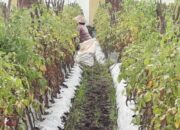 Petani Tomat dan Timun Tetap Panen, Meski Harga Sedang Turun
