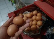 Harga Rokok Kretek Filter Naik, Harga Telur Ayam Ras Jeblok