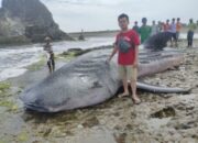 Hiu Tutul 3 Ton Terdampar di Pantai Batu Nunggul Cikalong Tasik