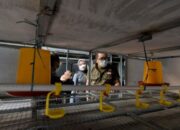 Ridwan Kamil Tinjau Apartemen Ayam di Cibodas