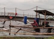 Diserang Wabah, Petani Tambak Udang di Cikalong Rugi Ratusan Juta