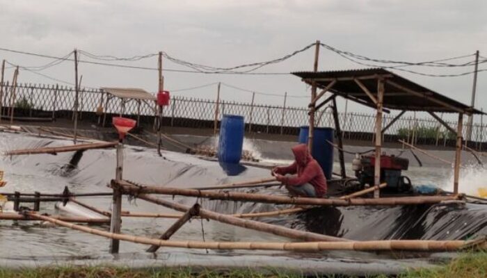 Diserang Wabah, Petani Tambak Udang di Cikalong Rugi Ratusan Juta