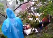 Pohon Timpa Angkot Dan Pemotor di Akses Jalan Menuju Galunggung