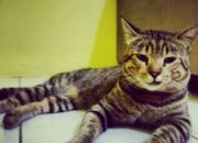 Gegara Kotoran Kucing, Keluarga Lapor Polisi di Indihiang