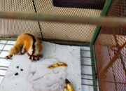 Sebelum Dilepasliarkan BKSDA, Kukang Jawa Dari Cempaka Warna Perlu Rehab