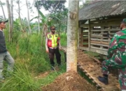 Sembilan Ekor Domba Raib dari Bojongasih