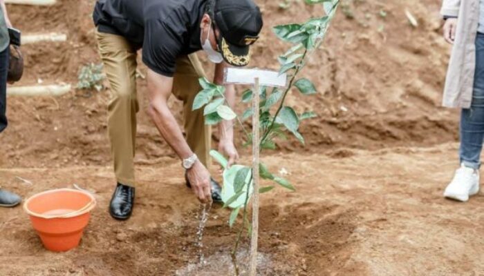 Desa Sukawening Ciamis Perkuat Ketahanan Pangan Menanam Lemon