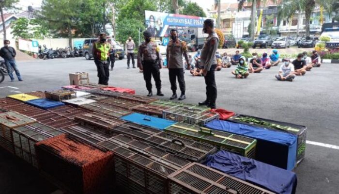 PPKM Darurat, 200 Burung Merpati Beserta Pemiliknya Diamankan Polisi