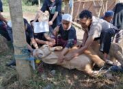 Iduladha, Pesantren Kholafiyah Miftahul Hasanah Terima Hewan Kurban dari Kapolri