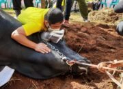 Irfan Hakim Kurbankan Sapi Seberat 1.3 Ton di Sumedang