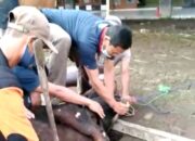 Muhammadiyah Kab. Tasik Sembelih 100 Hewan Kurban