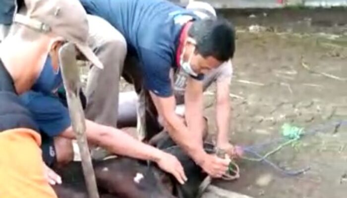 Muhammadiyah Kab. Tasik Sembelih 100 Hewan Kurban