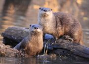 Covid-19 Menyerang Hewan, Dua Berang-Berang Dikabarkan Mati