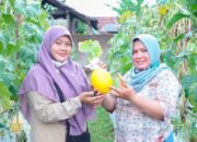 Prospek Melon Emas di Kota Tasikmalaya