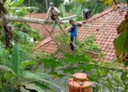 Akar Sudah Lapuk, Pohon Tumbang Timpa Rumah