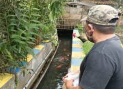 Solokan Penuh Ikan Mirip di Jepang, Ternyata Ada di Cikalang