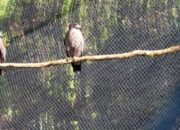 Rehabilitasi, Sepasang Elang Ular Dilepas di Kawasan Hutan Darajat