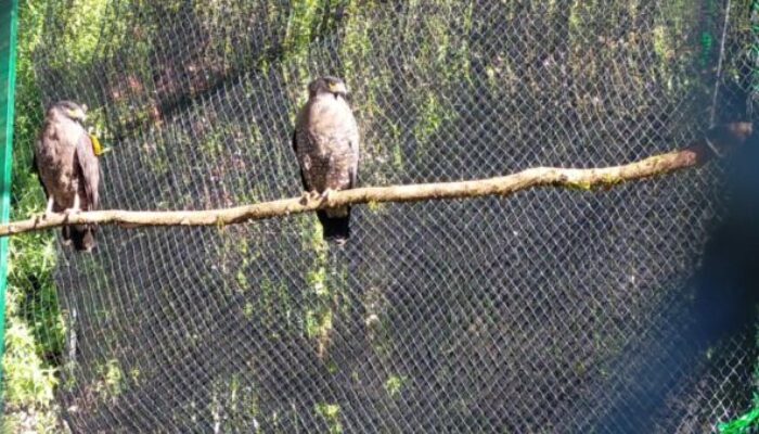 Rehabilitasi, Sepasang Elang Ular Dilepas di Kawasan Hutan Darajat