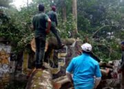 Pohon Tumbang Melintang ke Jalan, Arus Lalin Jalan Tamansari Sempat Tersendat