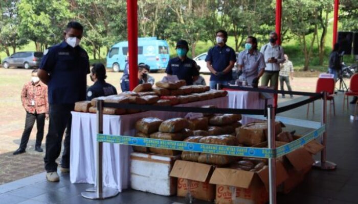 Ganja Dimusnahkan BNNK Bandung Barat
