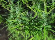 Panen Daun Ganja di Sumedang, Digrebek Polda Jabar